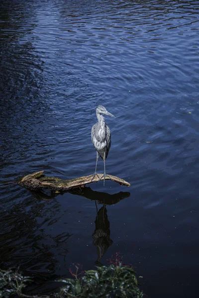 Garza gris se sienta en una rama en el centro de la bahía — Foto de Stock