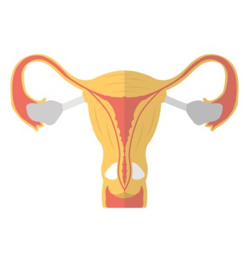 Enfeksiyon, rahim ağzı kanseri simgesi olan kadın üreme sistemi 