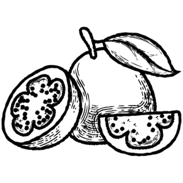 Natürliche Und Gesunde Biologische Früchte Ein Punica Granatum — Stockvektor
