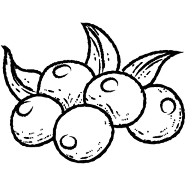 Des Loquats Fruits Sains Pour Une Vie Saine — Image vectorielle