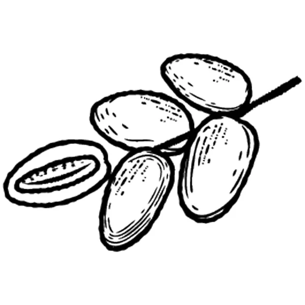 Une Alimentation Saine Représentant Des Dates Brutes Icône — Image vectorielle