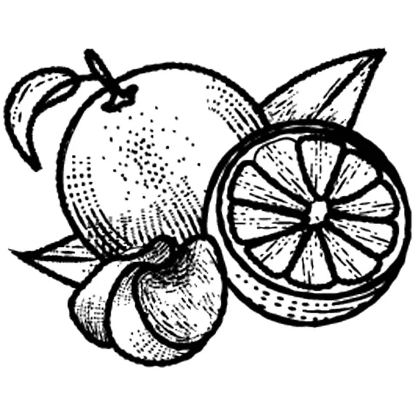 果物のアイコンを描いた半刈り取らレモン — ストックベクタ