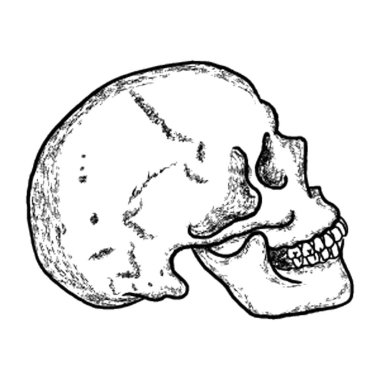 Bir kişinin ölü kafatası vintage bir kafatası  