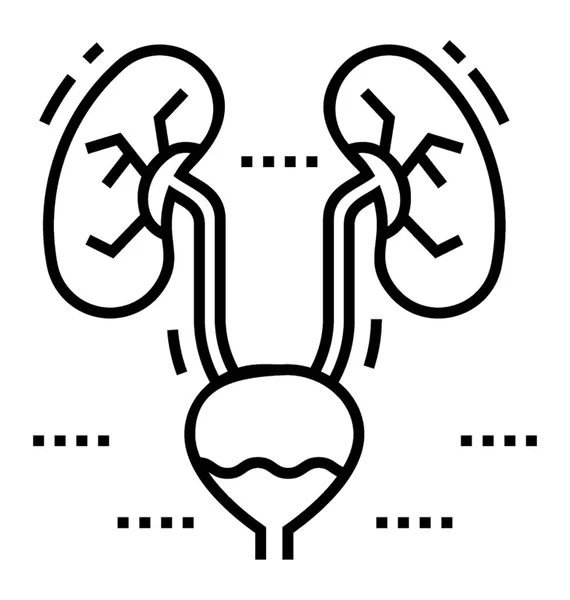 Organe Bohnenform Niere Blase — Stockvektor