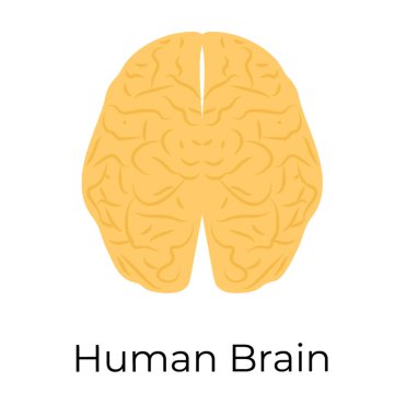 İnsan beyni, cerebrum, düz vektör simgesi, 