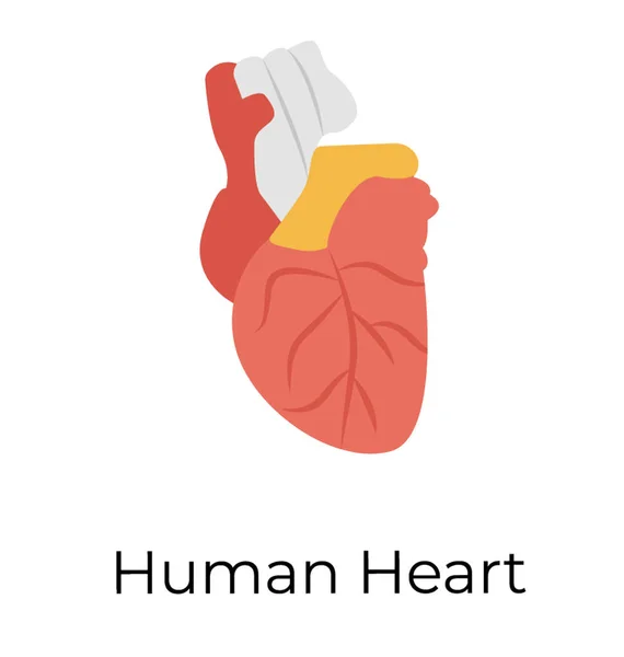 Órgano Humano Muscular Corazón Humano — Vector de stock