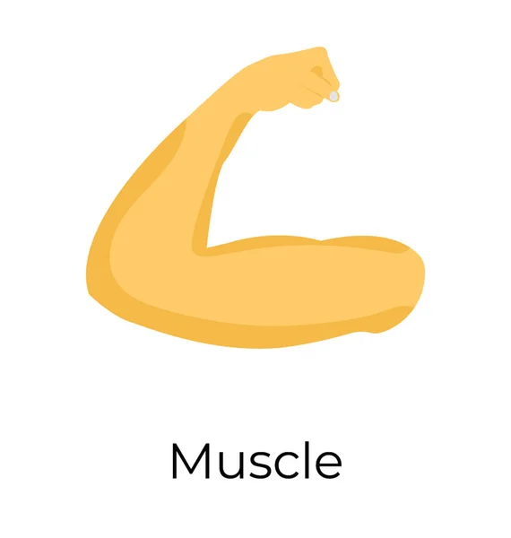 Muskel Flache Vektorsymbole — Stockvektor
