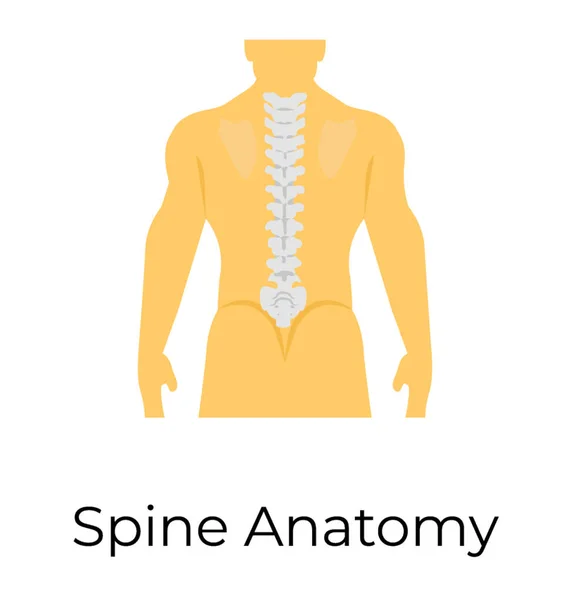 脊椎の解剖学 人間の骨格 ベクトルのアイコン — ストックベクタ