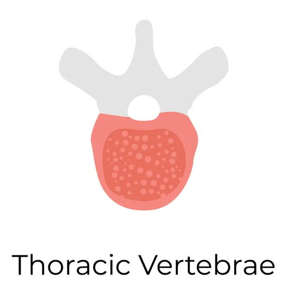 Vertèbres Thoraciques Icône Vectorielle Plate — Image vectorielle