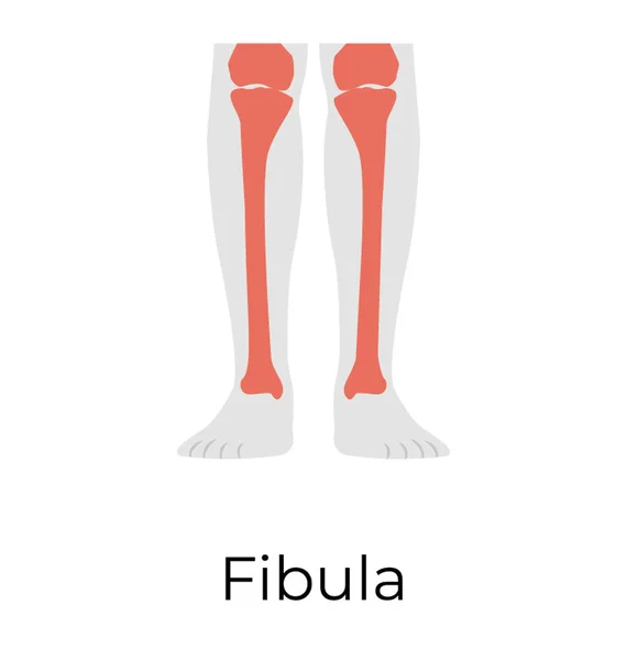 Picture: tibia and fibula bones | Shin bone and calf bone (tibia and ...