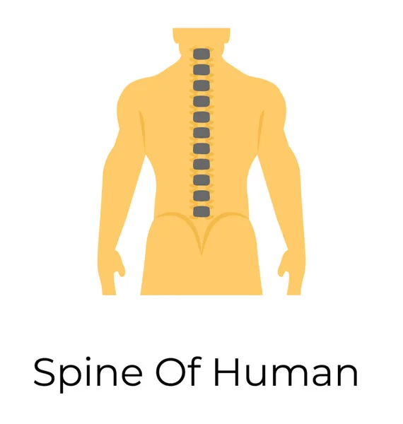 Позвоночник Плоский Вектор — стоковый вектор
