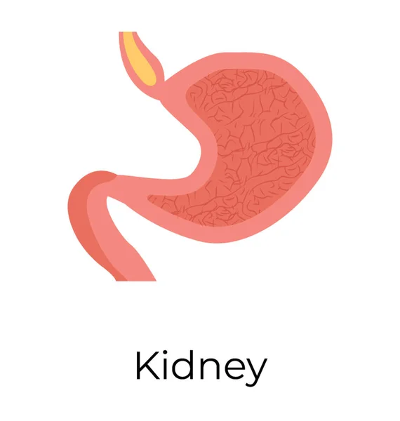 Żołądka Flatico Narządów Ludzkiego Ciała — Wektor stockowy