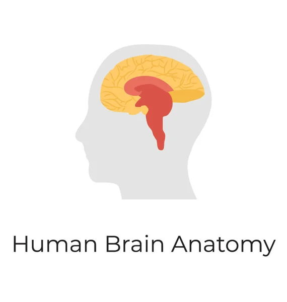 Menschliches Gehirn Großhirn Flache Vektorsymbole — Stockvektor