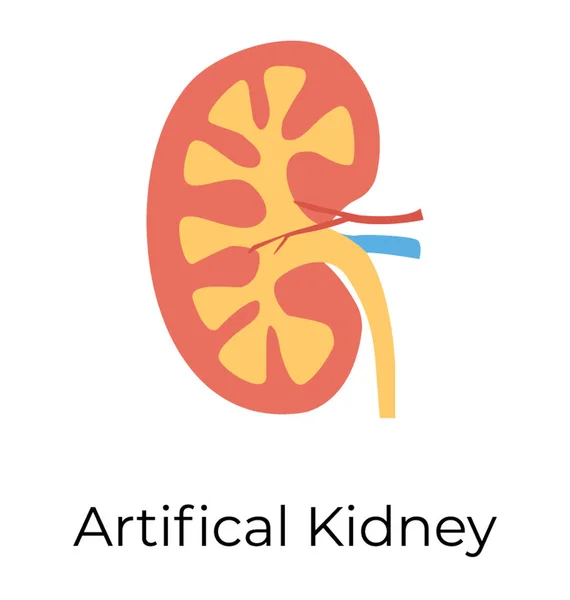 Narządów Ludzkich Kształcie Fasoli Nerki — Wektor stockowy