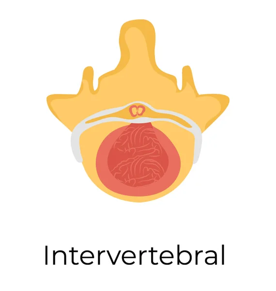 Icône Vectorielle Plate Intervertébrale — Image vectorielle