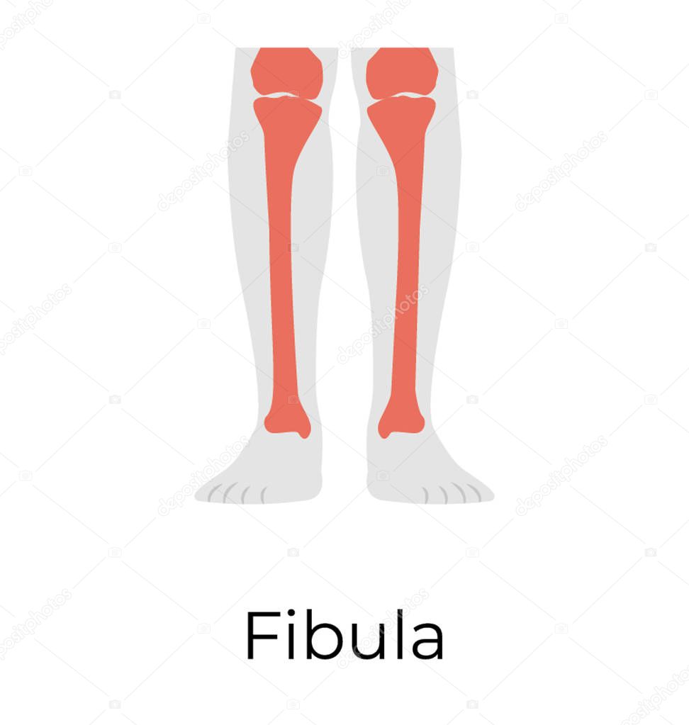 Fibula, leg bone, flat vector icon