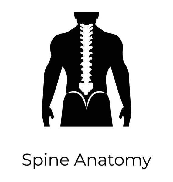 Anatomie Rachis Squelette Humain Icône Vectorielle — Image vectorielle