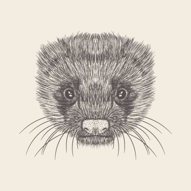 El çizilmiş vektör Ferret yüz Illustration 