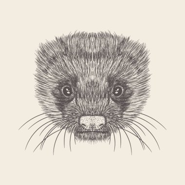 Hand drawn vector of ferret face Illustration  clipart