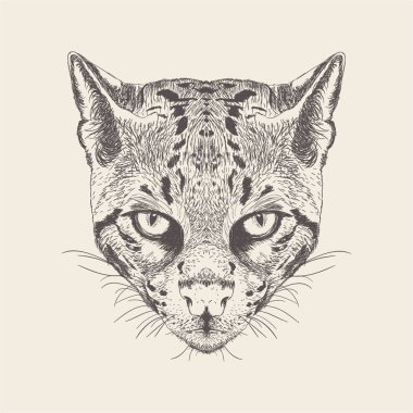 El çizilmiş tasarım Possum Illustration.