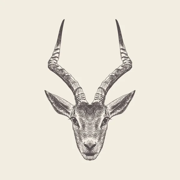 Antilop Kafası Illustration Çizilmiş Tasarım — Stok Vektör