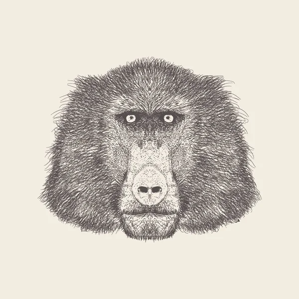 Baboon Ilustración Diseño Dibujado Mano — Archivo Imágenes Vectoriales