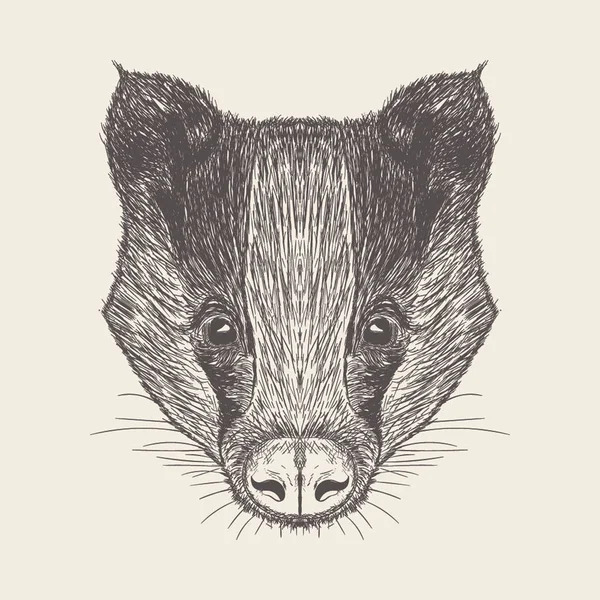 獾插图 手绘设计 — 图库矢量图片