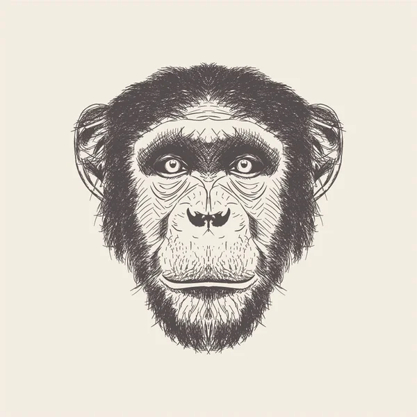 Hand Getekende Vector Van Chimpansee Illustratie — Stockvector