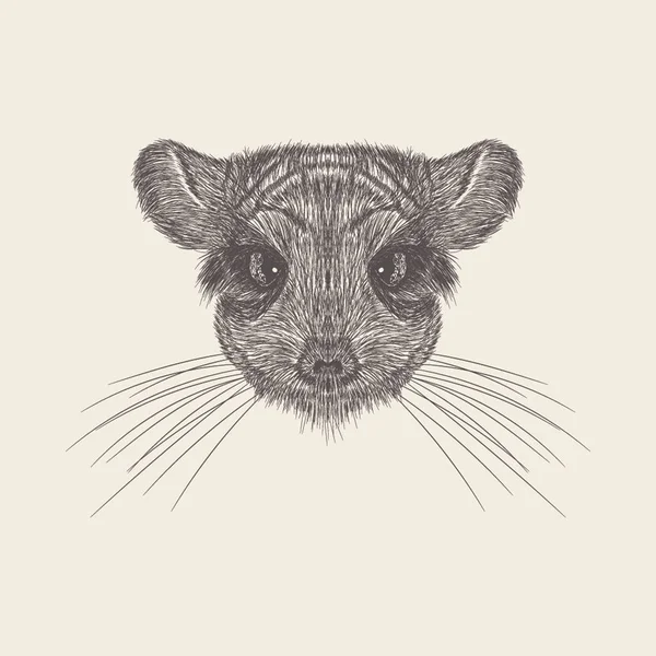 Vector Dibujado Mano Chinchilla Ilustración — Archivo Imágenes Vectoriales