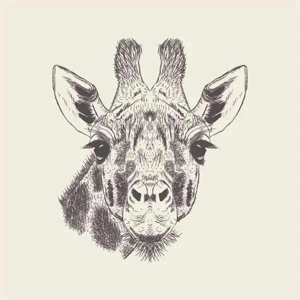 Vettore Illustrazione Giraffa Disegnato Mano — Vettoriale Stock