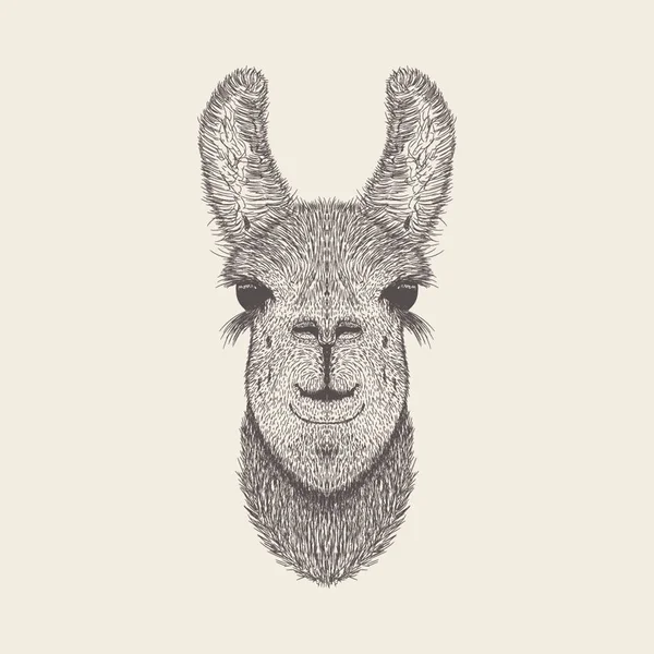 Lamas Illustration Handgezeichnetes Design — Stockvektor