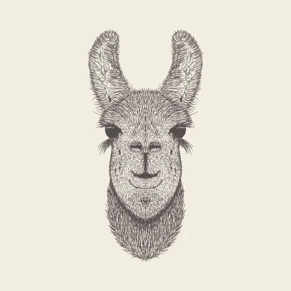 Llamas Illustration Çizilmiş Tasarım — Stok Vektör