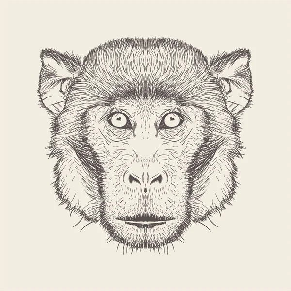 Εικονογράφηση Μαϊμού Στο Χέρι Που Στυλ — Διανυσματικό Αρχείο