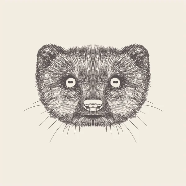 Mongoose Ilustração Desenho Desenhado Mão — Vetor de Stock