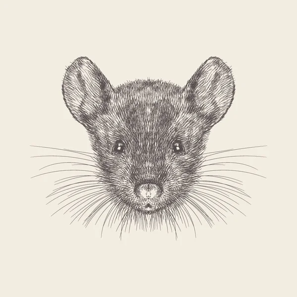 Ručně Tažené Vektor Myší Tváří Ilustrace — Stockový vektor