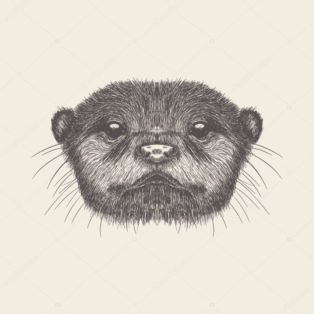 Hand drawn vector of aquatic otter Illustration