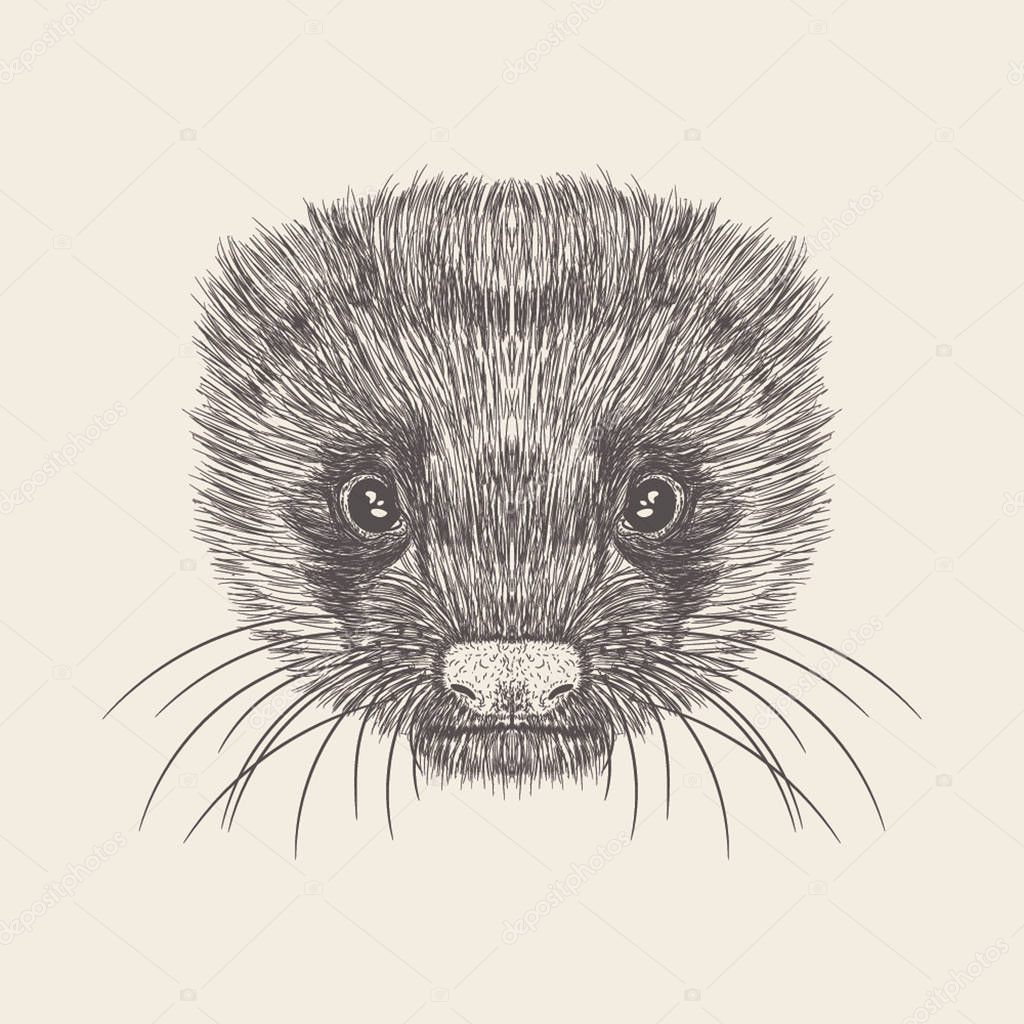 Hand drawn vector of ferret face Illustration 