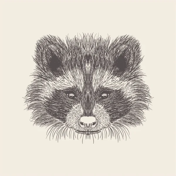 Racoon Ilustración Del Diseño Dibujado Mano — Archivo Imágenes Vectoriales