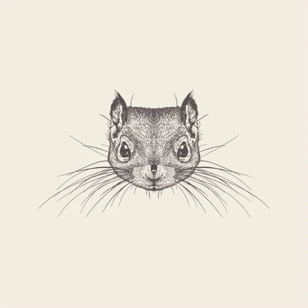 Hand Drawn Vector Squirrel Illustration — Stock Vector