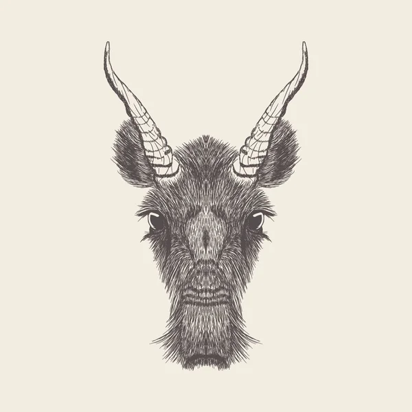 Steppe Antelope Illustration Hand Drawn Design — Stock Vector