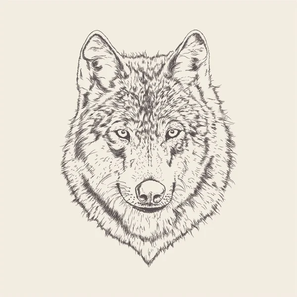 Wolf Ilustração Desenho Desenhado Mão —  Vetores de Stock