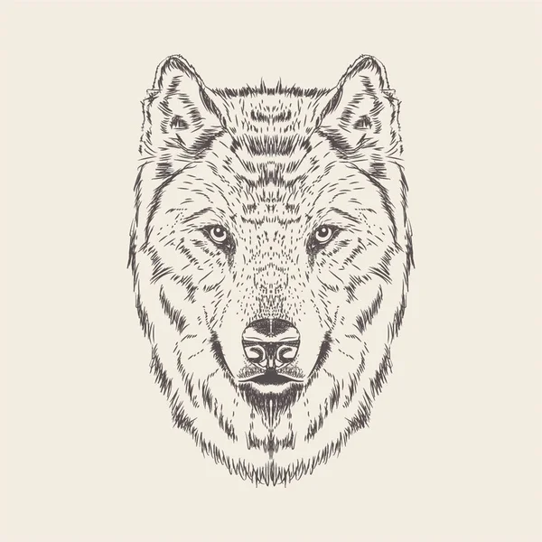 Hand Getekend Vector Voor Tiger Illustratie — Stockvector