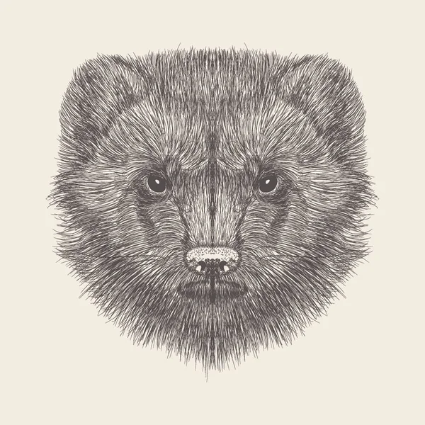 Mongoose Hlavu Ilustrace Ručně Tažené Konstrukce — Stockový vektor