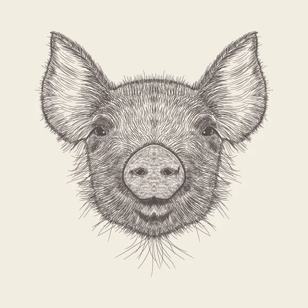 Ilustración Cerdo Diseño Dibujado Mano — Vector de stock