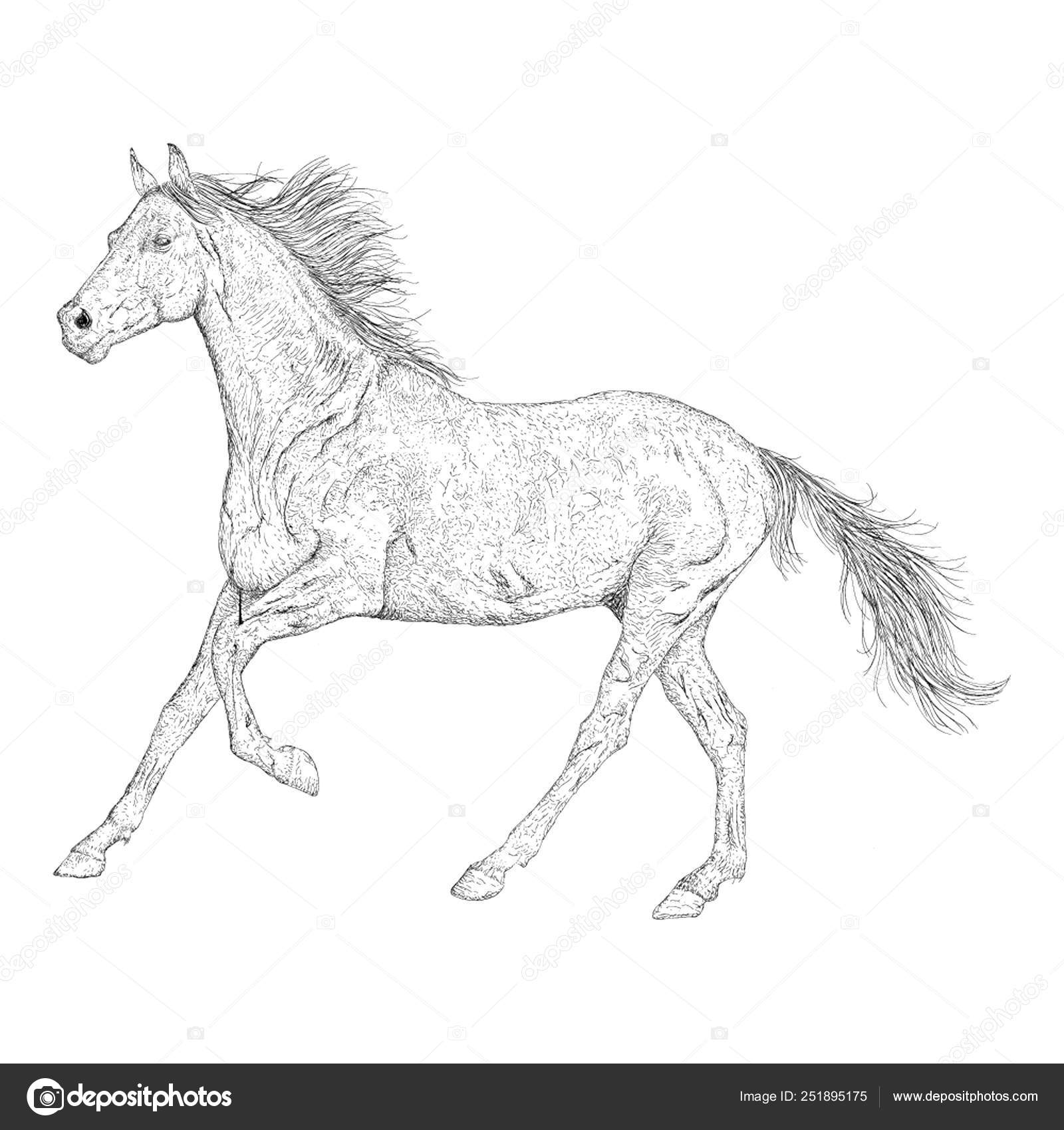 Como Desenhar Esboço Natureza Cavalo Permanente Criação Passo Passo Desenho  imagem vetorial de Nataljacernecka© 325188972