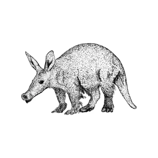 Vector Ilustración Aardvark Dibujado Mano — Vector de stock