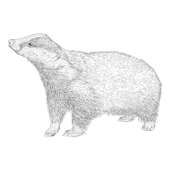 Illustrazione Dell Orso Disegno Disegnato Mano — Vettoriale Stock