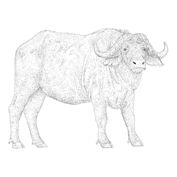 Bull Ilustracja Ręcznie Rysowane Design — Wektor stockowy