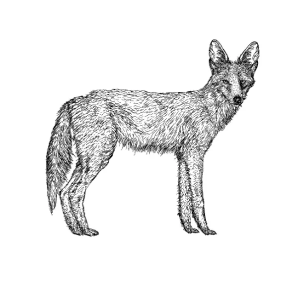 Illustration Fox Dessin Main — Image vectorielle