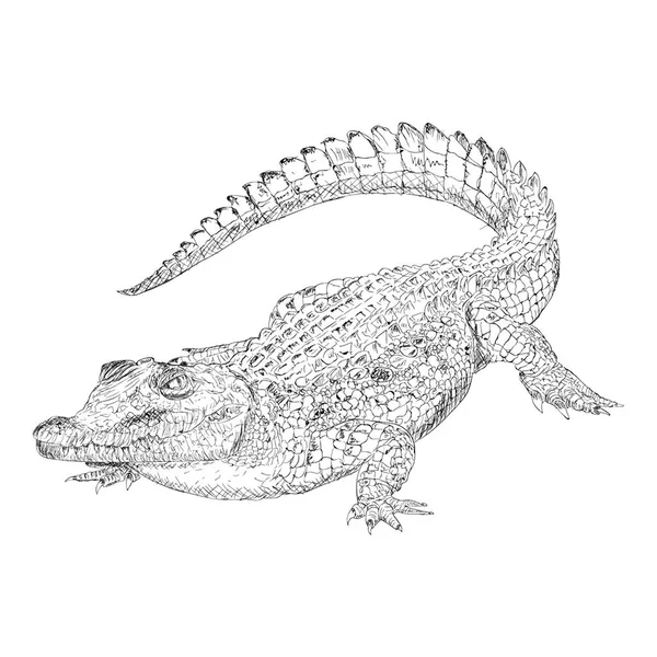 Hand Getekend Vector Van Krokodil Illustratie — Stockvector